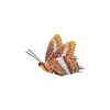 White Barred Charaxes Butterfly