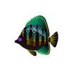 Disco Butterflyfish
