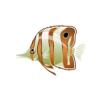 Copper Butterflyfish