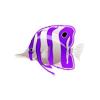 Violet Butterflyfish