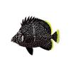 Misc. Butterfly Fish