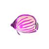 Pink Ornate Butterflyfish