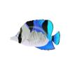 Wedge Butterfly Fish