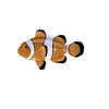 Glitzy Bronze Clownfish