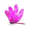 Garnet Dragonfly