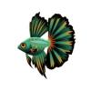 Raytail Dreamfish