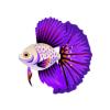 Violet Dreamfish