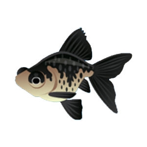 black and white telescope goldfish