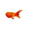 Bubbleeye Goldfish