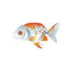 Exclusive Ranchu Goldfish