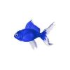 Royal Blue Goldfish