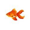 Orange Fantail Goldfish