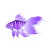 Violet Goldfish