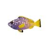 Blue and Yellow Grouper