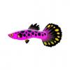 Pink and Gold Guppy