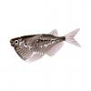Marthae Hatchetfish