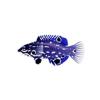 Blue Hogfish