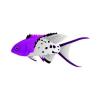 Purple Lyretail Hogfish