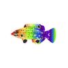 Rainbow Hogfish
