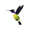 Costas Hummingbird