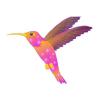 Nebula Hummingbird