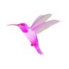 Pink Hummingbird