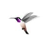 Purple Throated Hummingbird