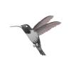 Silver Hummingbird