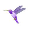 Vivid Violet Hummingbird