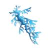 Aqua Leafy Sea Dragon