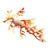 Orange Leafy Sea Dragon