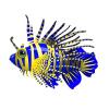 Blue Tiger Lionfish