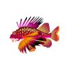 Flame Fin Lionfish