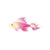 Raspberry Magic Fish