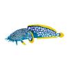 Blue Splendid Toadfish