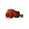 Orangebanded Stingfish
