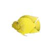 Golden Jellybean Parrot Cichlid