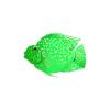 Green Jellybean Parrot Cichlid