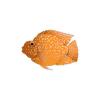 Orange Jellybean Parrot Cichlid