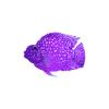 Purple Jellybean Parrot Cichlid