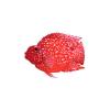 Red Jellybean Parrot Cichlid