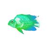 Lagoon Parrot Cichlid