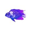 Moonrise Parrot Cichlid