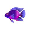 Pink Stripe Parrot Cichlid