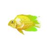 Tropical Parrot Cichlid