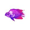 Violet Parrot Cichlid