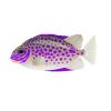 Purplesplotch Rabbitfish