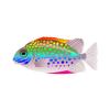 Rainbowsplotch Rabbitfish