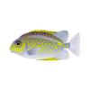 Yellowsplotch Rabbitfish