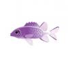 Amethyst Soldierfish